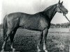 stallion Gluchar (Russian Trakehner, 1951, from Guido)