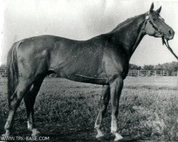 Deckhengst Gluchar (Russisch Trakehner, 1951, von Guido)