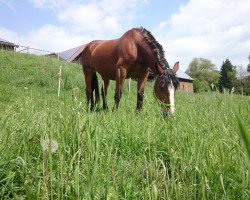 horse Pretty Noreya (South German draft horse, 2000, from Nussdorf)