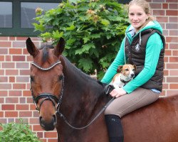 dressage horse Rockland 4 (Westphalian, 2009, from Rockwell)