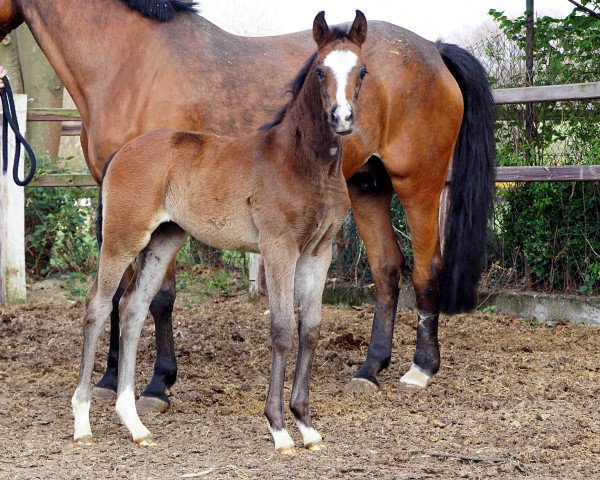 broodmare Fiona (Rhinelander, 2014, from Feedback 16)