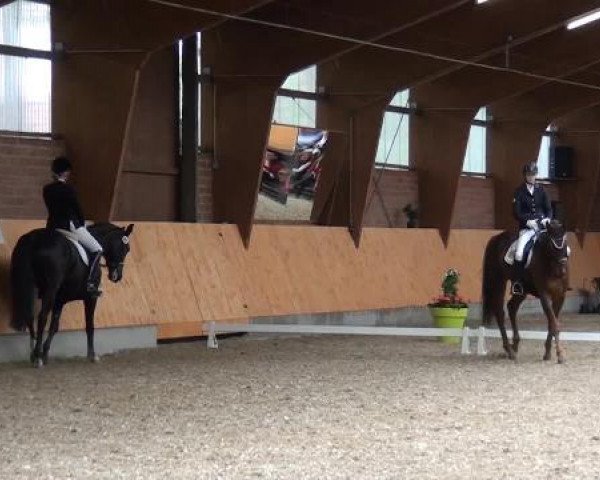 Holtkämper Dressurtage 2015