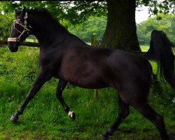 broodmare Genetic (Hanoverian, 1999, from Grannus Ass)