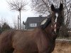 horse Wind Of Change 12 (Oldenburg, 1995, from Westminster)