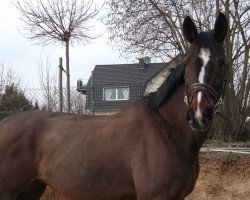 Pferd Wind Of Change 12 (Oldenburger, 1995, von Westminster)