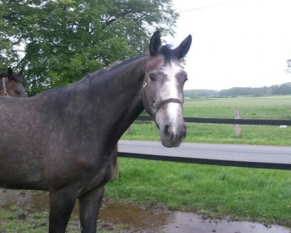 Zuchtstute Candypop (Westfale, 2011, von Can Do L)