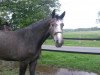 broodmare Candypop (Westphalian, 2011, from Can Do L)