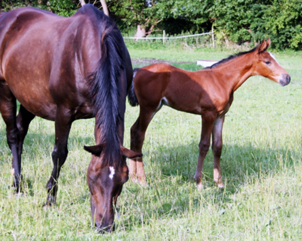 broodmare Mini Lord (Holsteiner, 1990, from Lord)