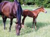 broodmare Mini Lord (Holsteiner, 1990, from Lord)