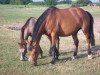 broodmare Top Girl S (Holsteiner, 2003, from Coronado I)