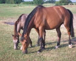 Zuchtstute Top Girl S (Holsteiner, 2003, von Coronado I)