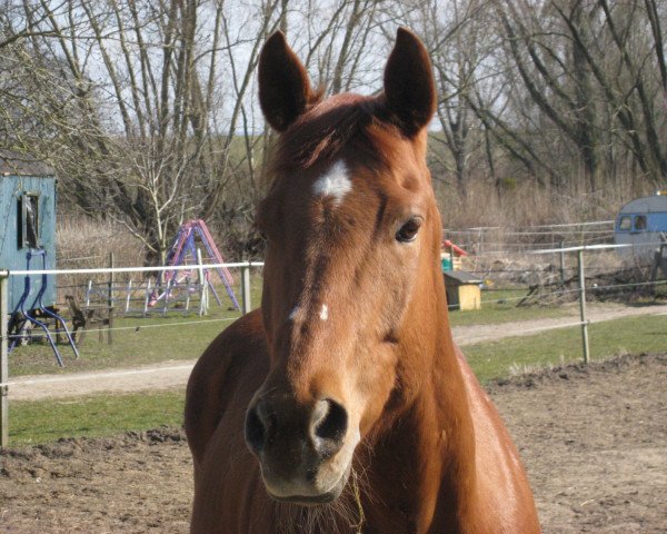 horse Peppy (Quarter Horse,  , from Perfect Little Peppy)