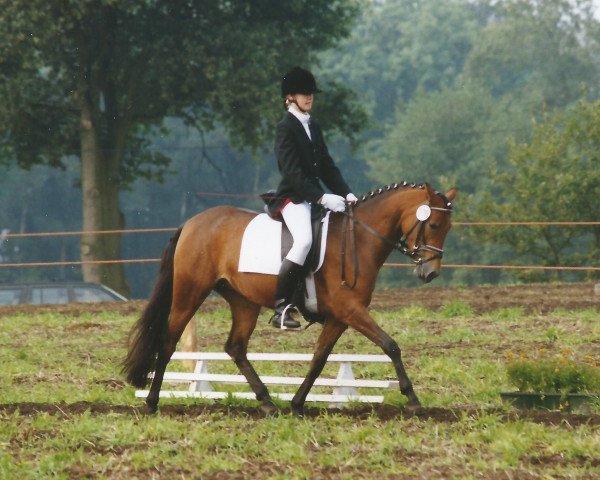 horse Celana (German Riding Pony, 1994, from Viktoria's Chirac)