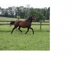 broodmare Meggi (Oldenburg, 2006, from Showdown)