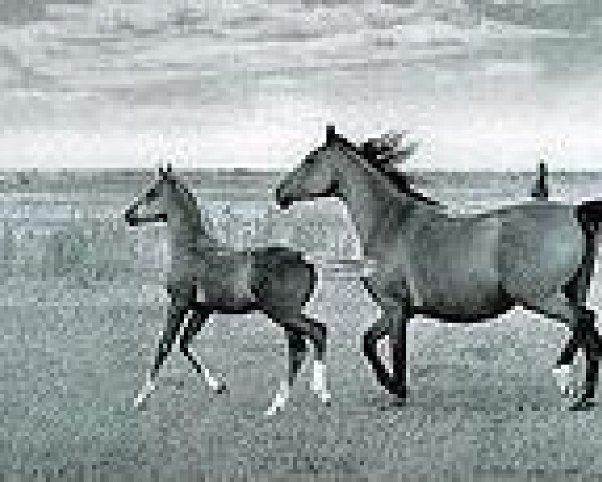 broodmare Karinthia 1961 ox (Arabian purebred, 1961, from General Grant 1945 ox)