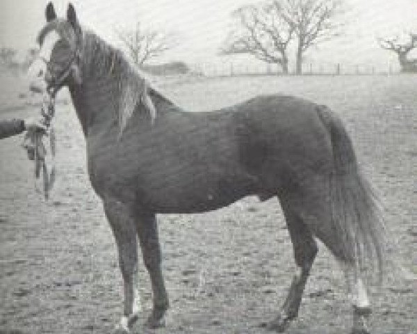 stallion Royal Gold 1967 ox (Arabian thoroughbred, 1967, from Argos 1957 ox)