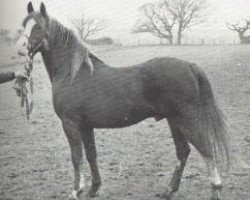 stallion Royal Gold 1967 ox (Arabian thoroughbred, 1967, from Argos 1957 ox)