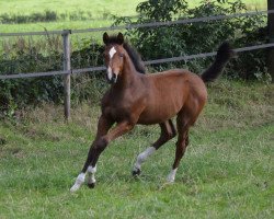 stallion Night Ruler (Oldenburg show jumper, 2015, from Naldo 29)