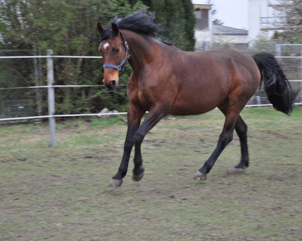 Pferd Gonfaron 3 (Zangersheide Reitpferd, 1999, von Gonfaron)