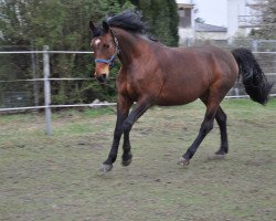 horse Gonfaron 3 (Zangersheide riding horse, 1999, from Gonfaron)