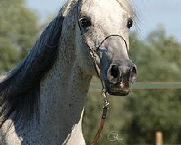 horse CH La Vajah Bint Saysan 1999 ox (Arabian thoroughbred, 1999)