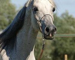 horse CH La Vajah Bint Saysan 1999 ox (Arabian thoroughbred, 1999)