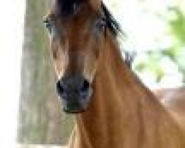 broodmare Ladoga 1980 ox (Arabian thoroughbred, 1980, from Balaton 1976 ox)