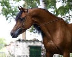 stallion CH Lagos 2001 ox (Arabian thoroughbred, 2001, from Assad-4 ox)