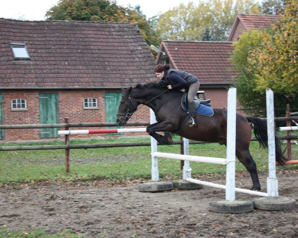 dressage horse Showman (Oldenburg, 2006, from Showdown)