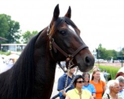 stallion Floritas Hero L (Swedish Trotting, 1990, from Speedy Min)