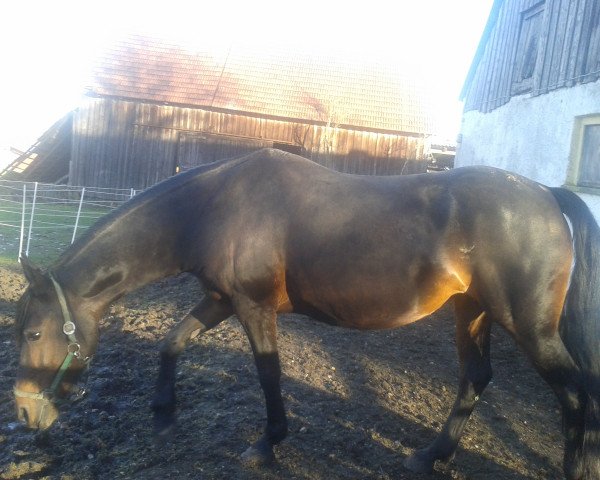 broodmare Sahra (Andalusians/horse of pure Spanish race, 2004)