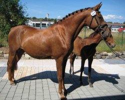 broodmare Clinta L (Holsteiner, 2009, from Clinton I)