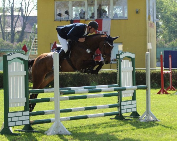 jumper Cerik (German Sport Horse, 2010, from Consotho)