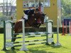 jumper Cerik (German Sport Horse, 2010, from Consotho)