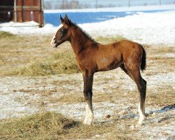 horse Shandi (Akhal-Teke, 2013, from Garant)