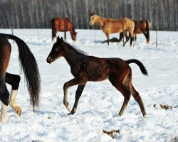 horse Degni (Akhal-Teke, 2013, from Garant)