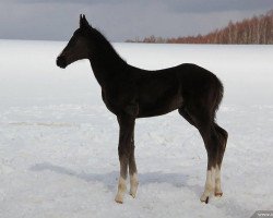 horse Doron (Akhal-Teke, 2012, from Oyun)