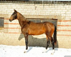 horse Hagay (Akhal-Teke, 2011, from Khair)