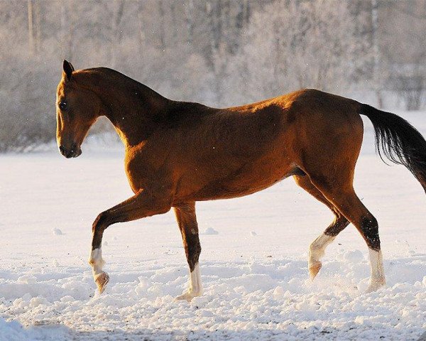 horse Sephi (Akhal-Teke, 2011, from Saivan)