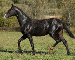 horse Saadiah (Akhal-Teke, 2011, from Saivan)