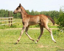 horse Rami (Akhal-Teke, 2011, from Saivan)