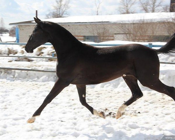 Pferd Zalman (Achal Tekkiner, 2010, von Saivan)