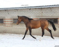 horse Shet (Akhal-Teke, 2010, from Saivan)