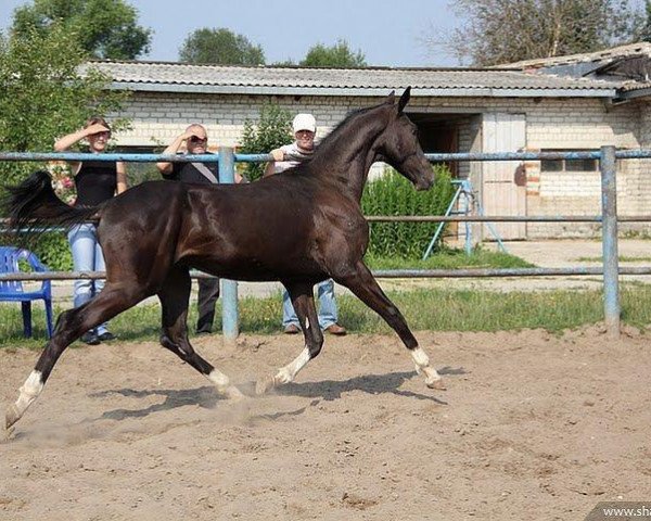 Pferd Sevan (Achal Tekkiner, 2010, von Saivan)