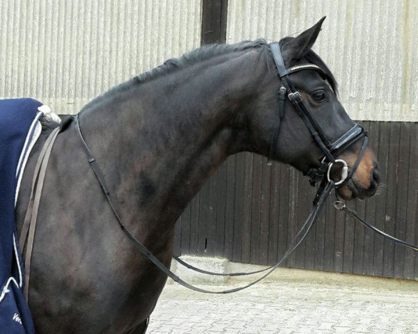 broodmare First Lady S (Württemberger, 2010, from Fürst Romancier)