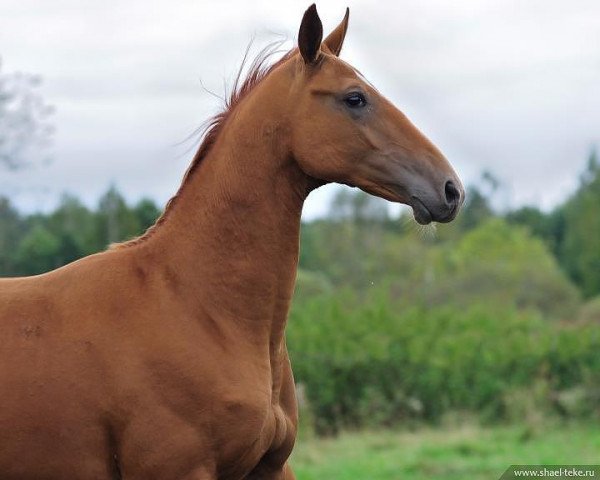 horse Sender (Akhal-Teke, 2010, from Saivan)