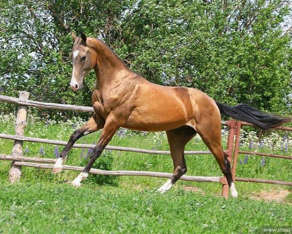 horse Melleh (Akhal-Teke, 2009, from Makka)