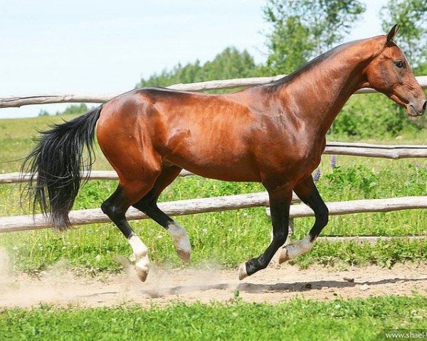 horse Yasin (Akhal-Teke, 2009, from Makka)