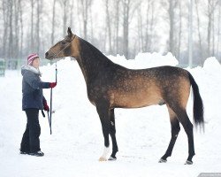 horse Shumer (Akhal-Teke, 2009, from Yas Yar)