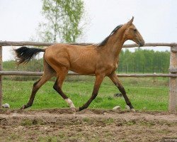 horse Hyzyr (Akhal-Teke, 2008, from Gazyr Shael)